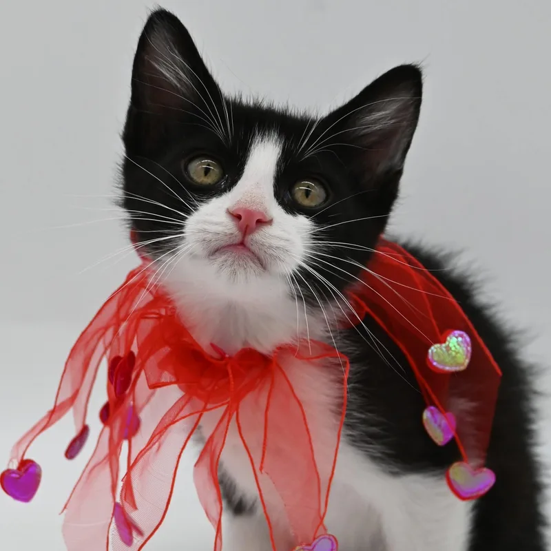 A baby medium-sized male Tuxedo cat named Ronny for adoption in Mobile, AL