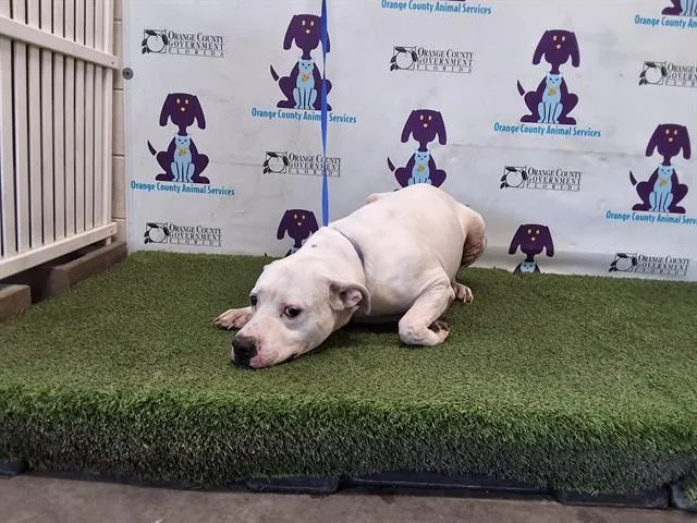 An adult large-sized male Dogo Argentino dog named Diesel for adoption in Orlando, FL