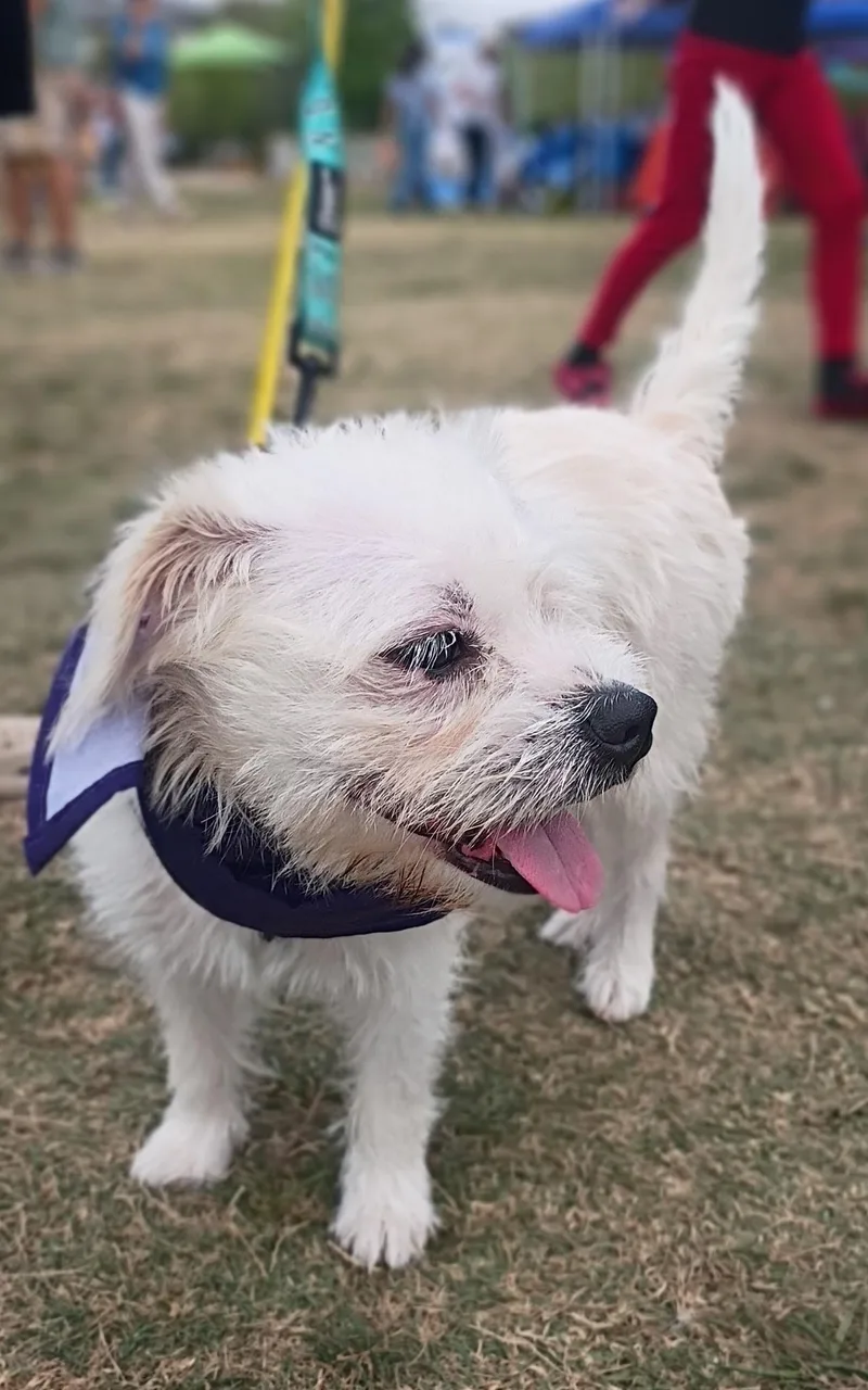 Dahliadid I Get The thumbnail 3