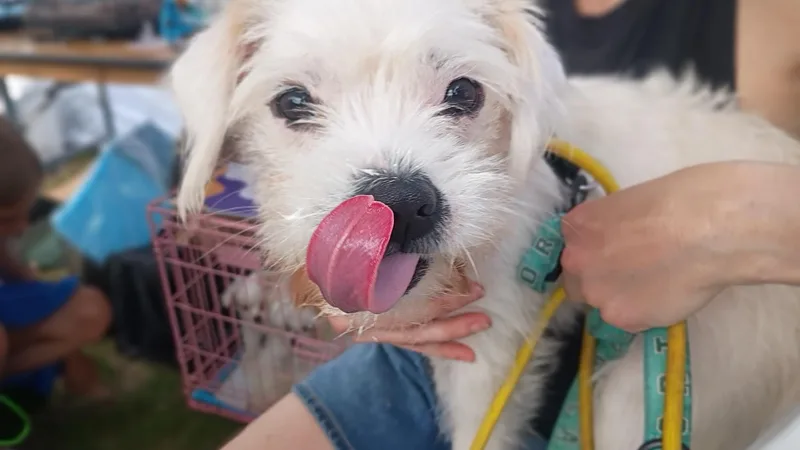 Dahliadid I Get The thumbnail 4