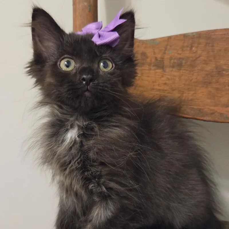 A baby small-sized female Black Domestic Long Hair cat named Jade for adoption in New Albany, OH