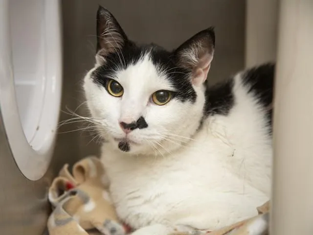 An adult small-sized male Domestic Short Hair cat named Chadwick for adoption in Phoenix, AZ