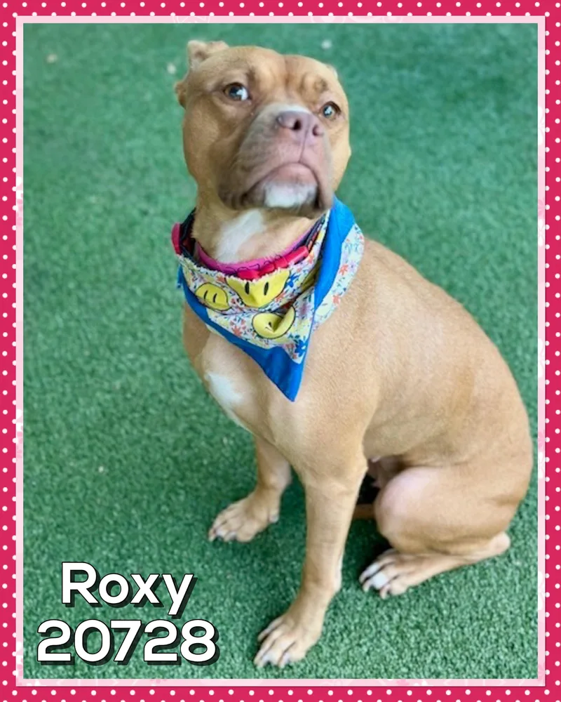 A young medium-sized female Brown / Chocolate Pit Bull Terrier dog named Roxy for adoption in Marietta, GA