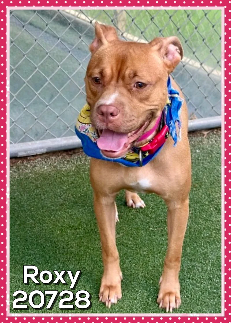 Roxy thumbnail 3