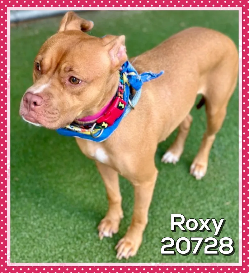 Roxy thumbnail 4