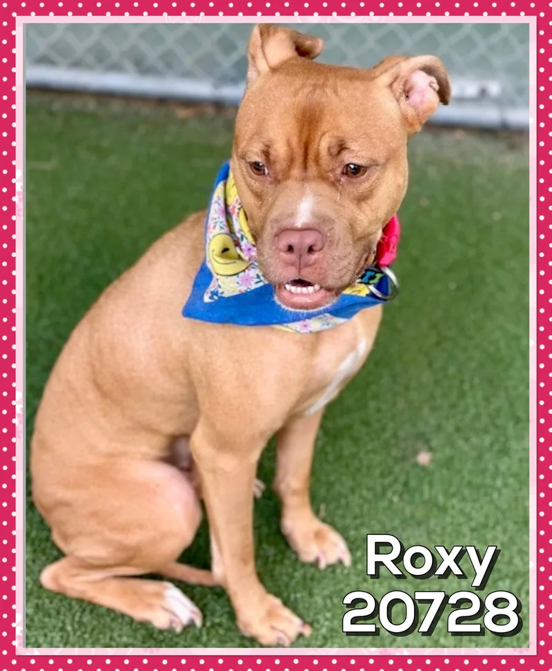 Roxy thumbnail 5