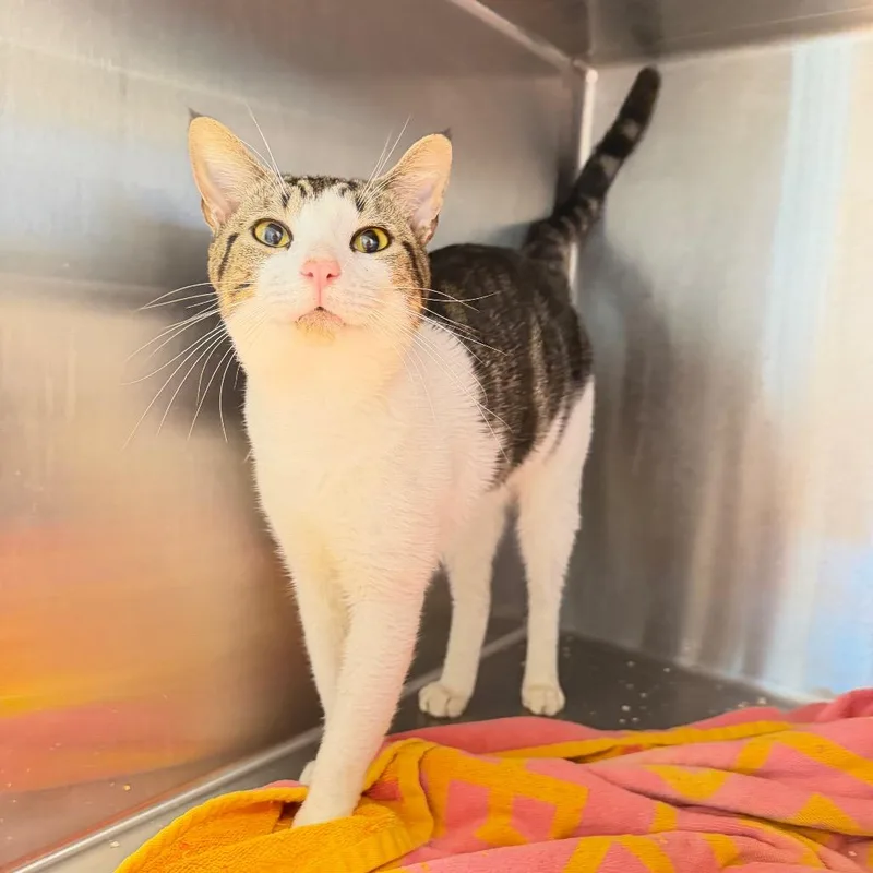 A young medium-sized male Brown / Chocolate Domestic Short Hair cat named Edwin for adoption in Englewood, FL