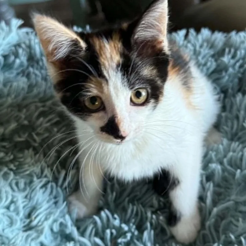A baby small-sized female Domestic Short Hair cat named Misty for adoption in Allyn, WA