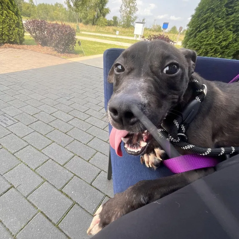 A young small-sized male Black Pit Bull Terrier dog named Bunky for adoption in Matteson, IL