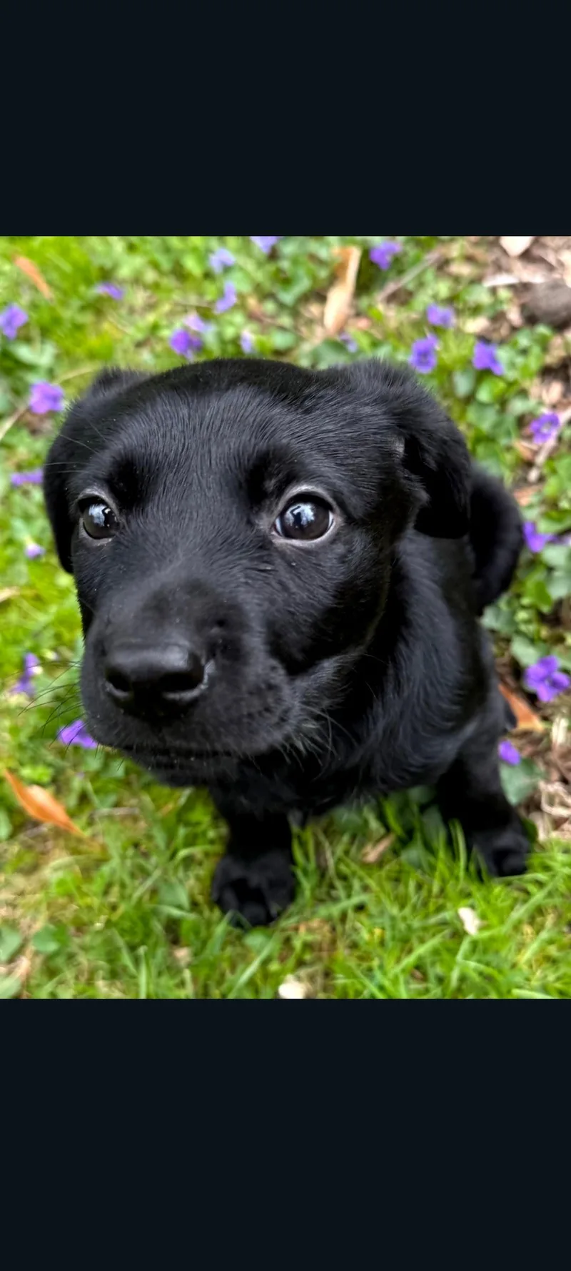 A baby medium-sized male Black Hound dog named Dexter for adoption in Lewis Center, OH