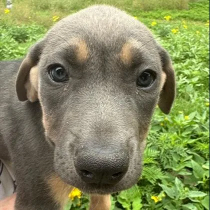 A young large-sized female Hound dog named Daphne for adoption in Kansas City, MO
