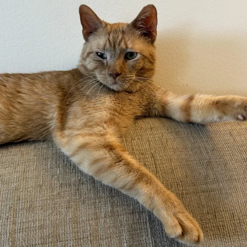 A young medium-sized male Orange / Red Domestic Short Hair cat named Murphy C for adoption in Minnetonka, MN