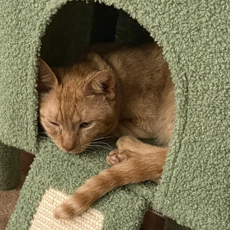 Murphy C thumbnail 3