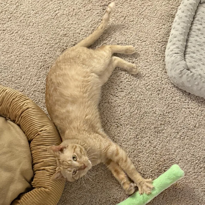 Murphy C thumbnail 4