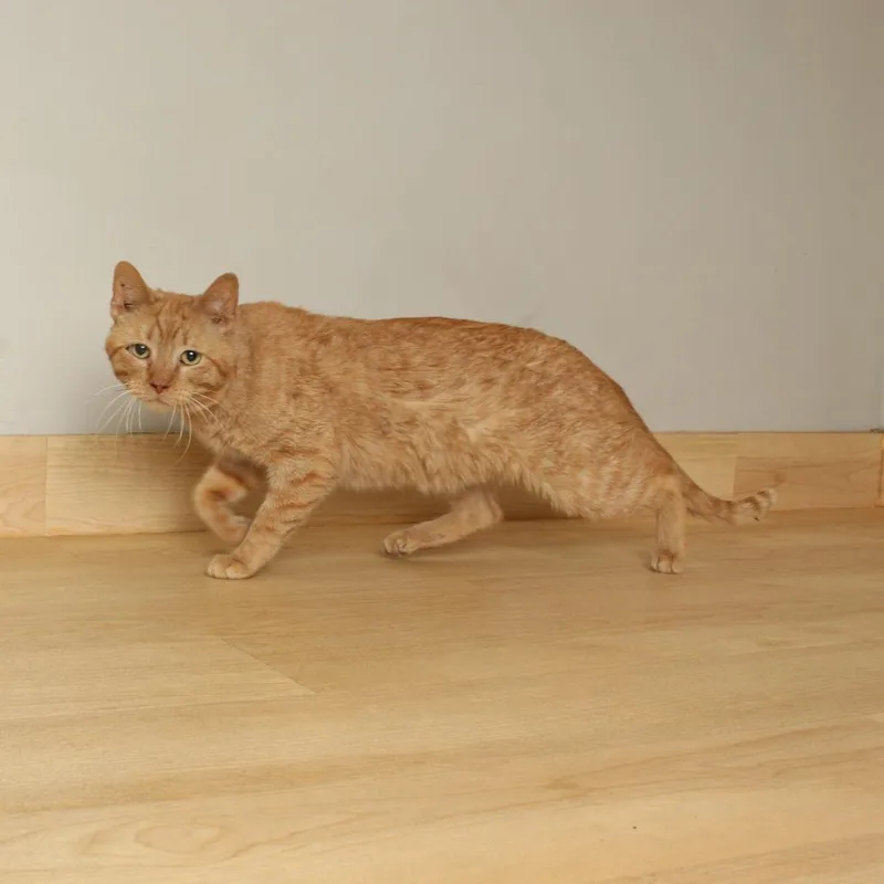 Murphy C thumbnail 5