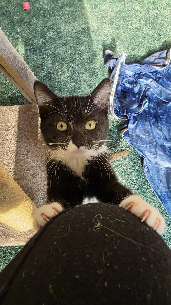A baby medium-sized male Black & White / Tuxedo Domestic Short Hair cat named Sherman for adoption in Delmar, NY