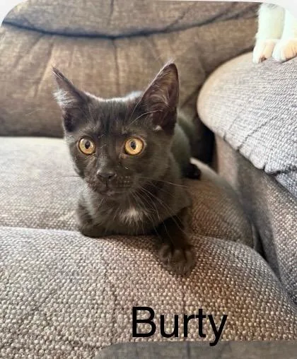 Baby Burty thumbnail 2