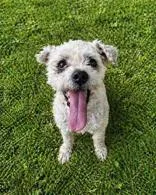 An adult small-sized female Poodle (Toy) dog named Sugar for adoption in Cibolo, TX