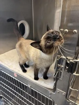 An adult medium-sized female Siamese cat named Ginger for adoption in Independence, MO