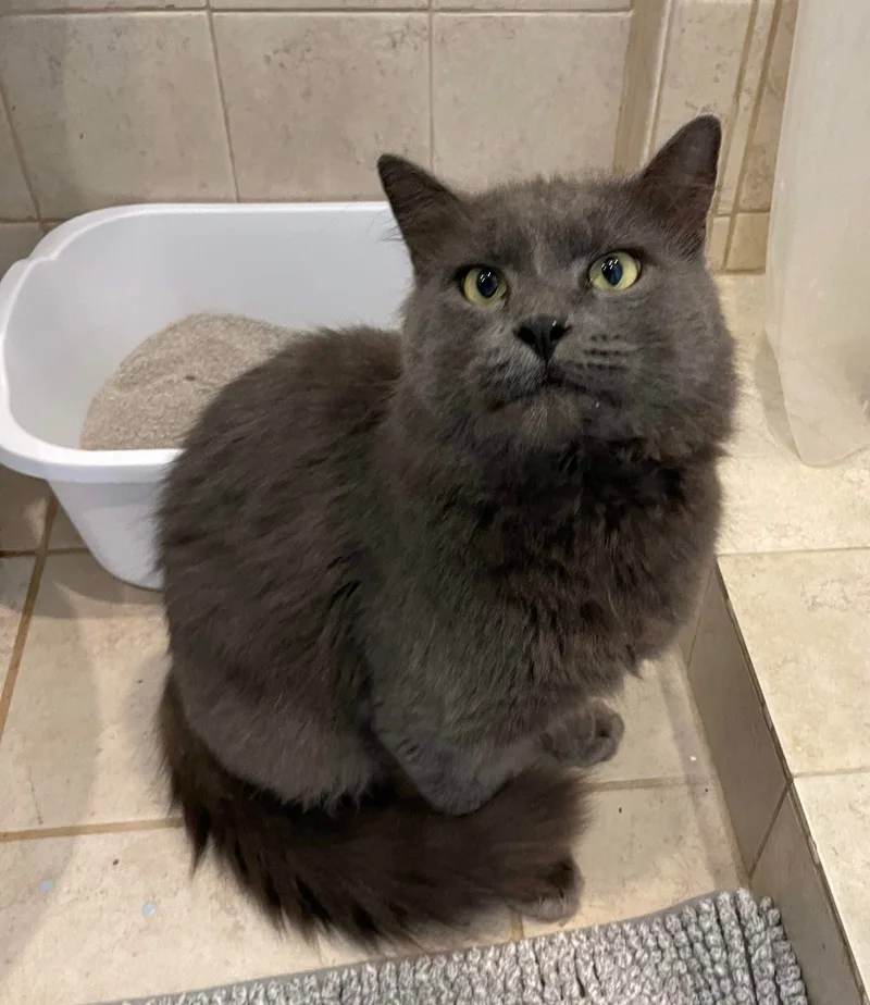 Falcor & Wolfie thumbnail 3