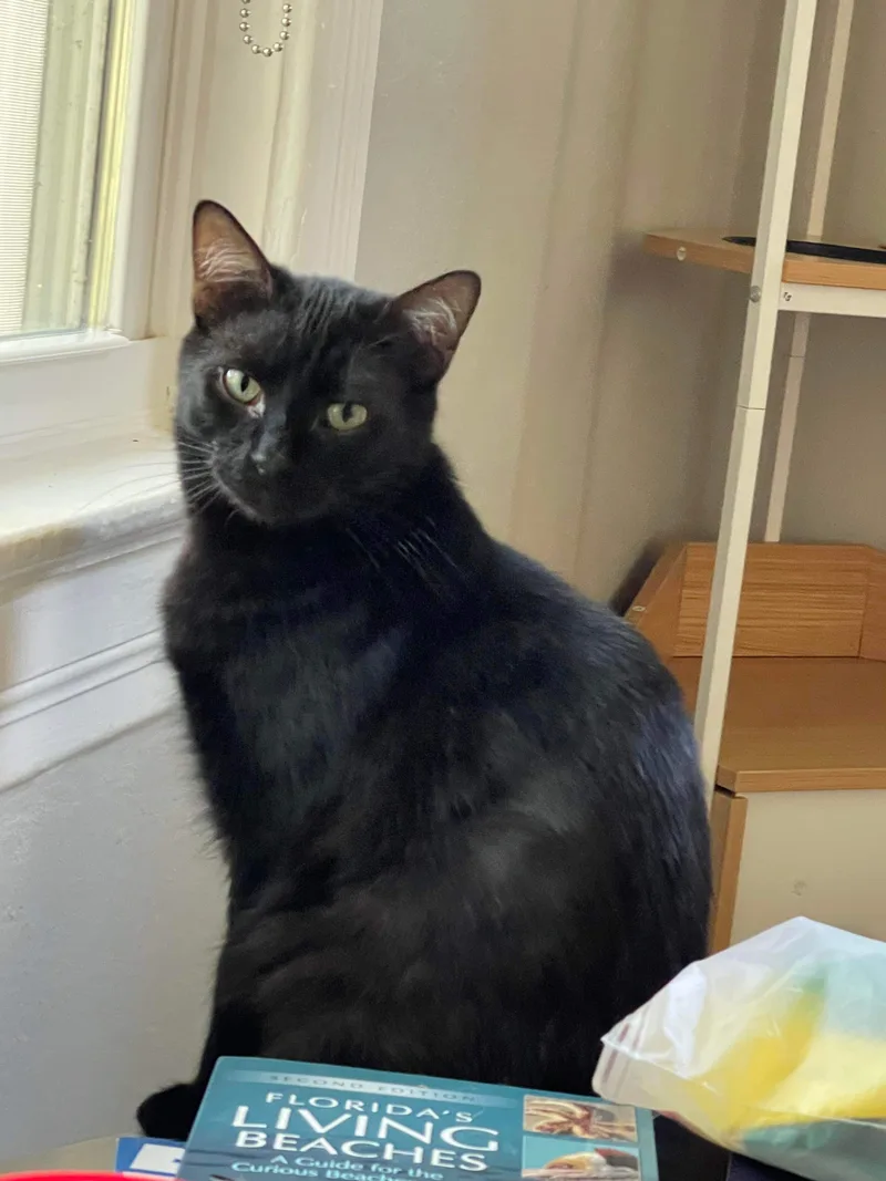 Falcor & Wolfie thumbnail 5