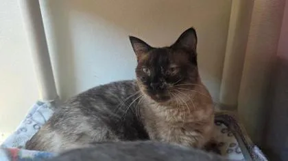An adult medium-sized female Domestic Short Hair cat named Sable for adoption in Clinton, MO
