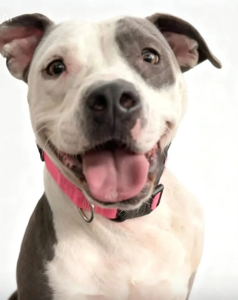 A young large-sized female Pit Bull Terrier dog named Kimmi for adoption in Sandia Park, NM