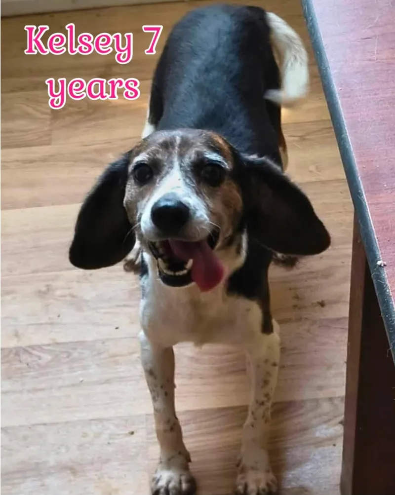 A senior small-sized female Beagle dog named Kelsey Beagle girl looking for adoption in Conway, SC