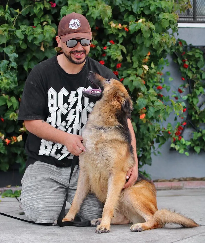 A young large-sized female Black German Shepherd Dog dog named Charly Von Colditz for adoption in Los Angeles, CA