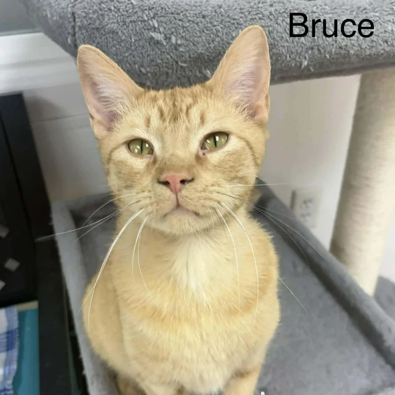 An adult medium-sized male Orange / Red Domestic Short Hair cat named Bruce for adoption in Rushville, IL