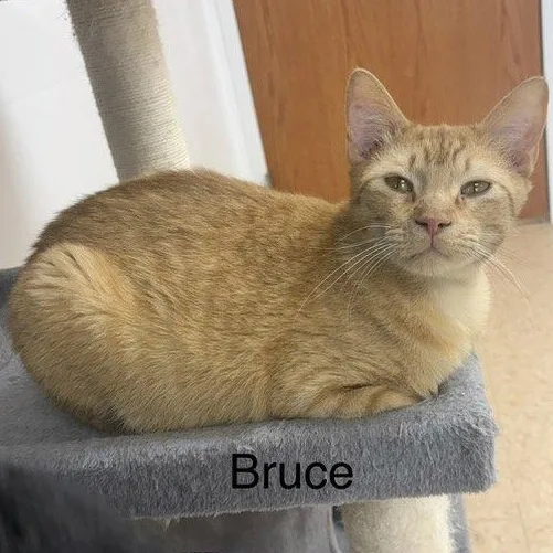 Bruce thumbnail 2
