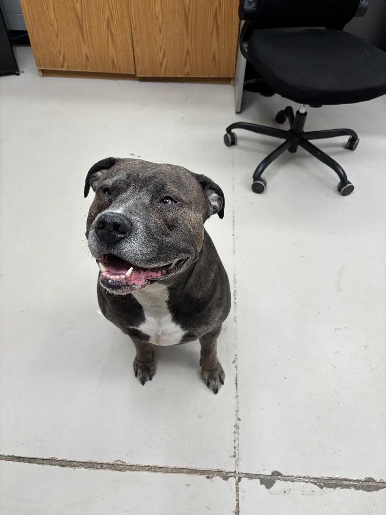 An adult medium-sized male Pit Bull Terrier dog named Fat Dave for adoption in Findlay, OH
