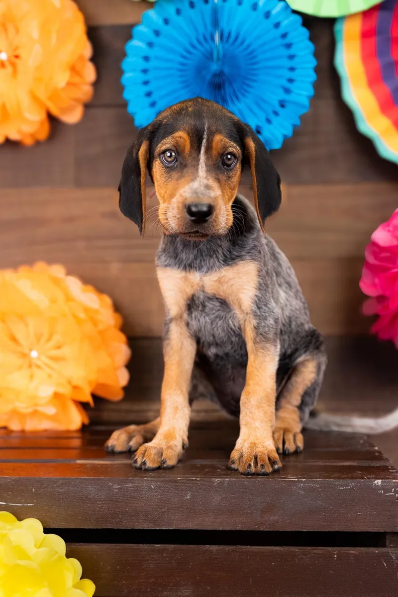A baby medium-sized female Hound dog named 799-26 for adoption in Brighton, CO