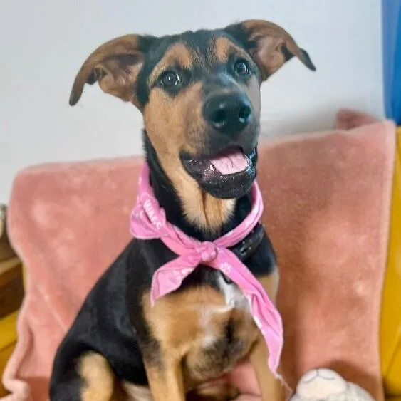 Maple Portillo