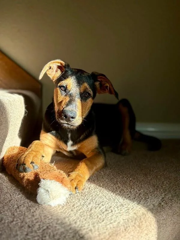 Maple Portillo thumbnail 2