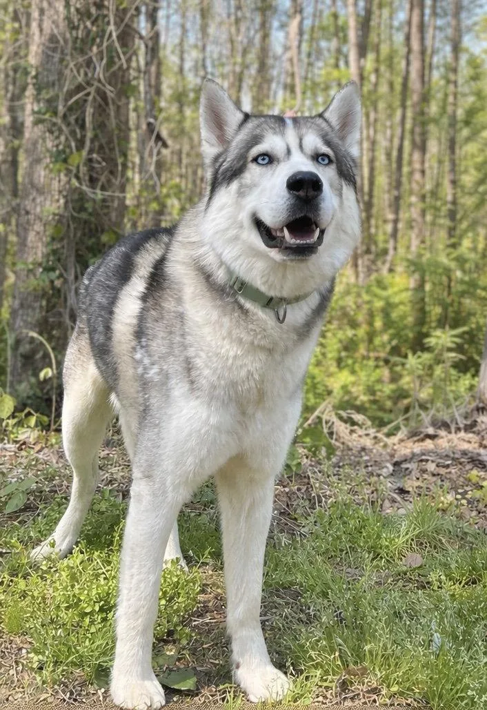 An adult large-sized male Husky dog named Shadow for adoption in Clarkesville, GA