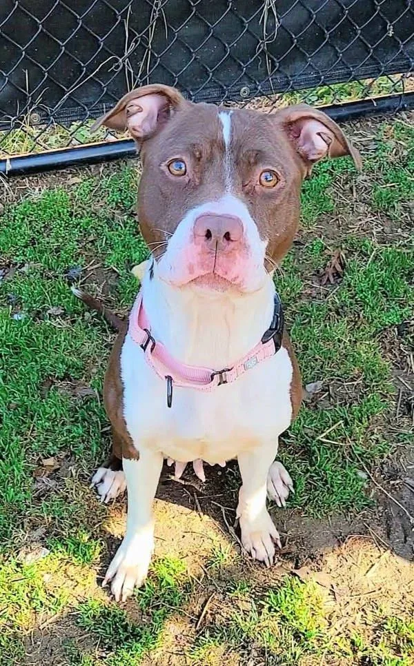 Cadbury Creme Egg thumbnail 3