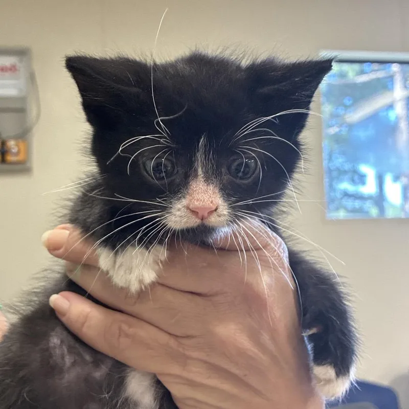 A baby small-sized male Black Domestic Short Hair cat named Fried Franklin for adoption in Hattiesburg, MS
