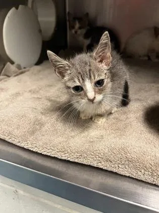 A baby small-sized male Domestic Short Hair cat named Jarritos for adoption in Gainesville, FL