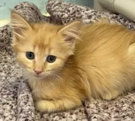 A baby small-sized female Domestic Long Hair cat named Kumquat for adoption in Sherwood, AR