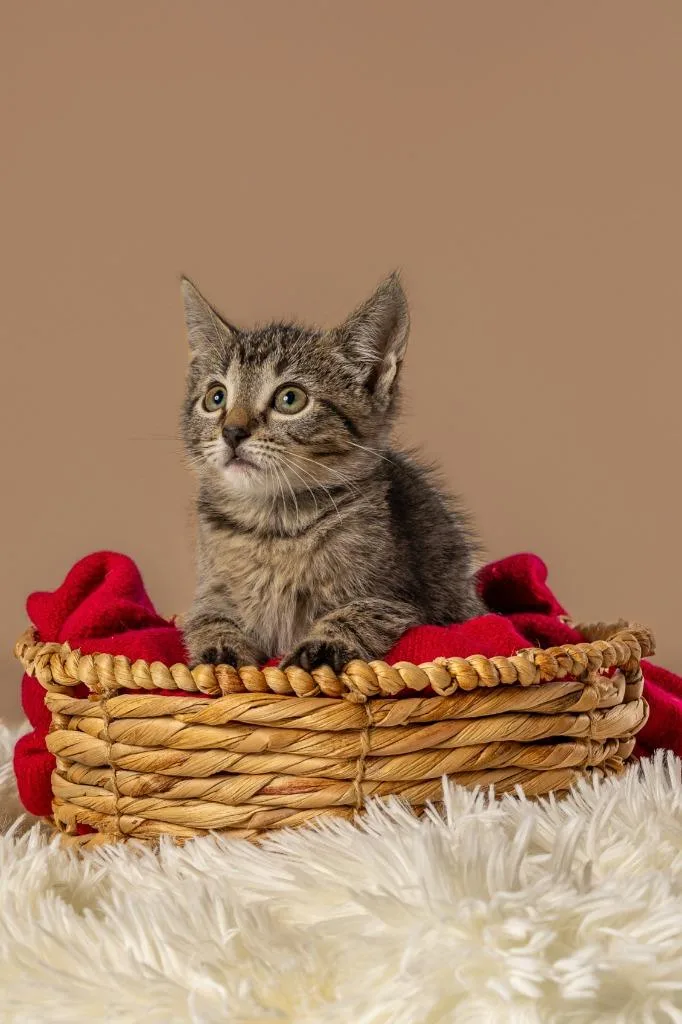 A young medium-sized female Tabby (Brown / Chocolate) Domestic Short Hair cat named Kimchi for adoption in Tyler, TX