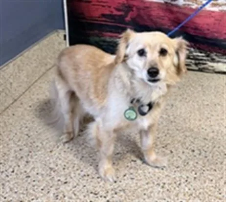 An adult small-sized male Dachshund dog named Josh for adoption in Miami, FL