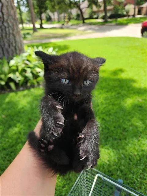 A baby small-sized female Domestic Short Hair cat named Sugar for adoption in Houston, TX
