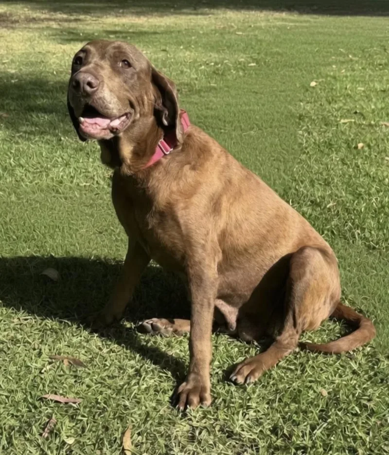 An adult large-sized female Chocolate Labrador Retriever dog named Ginger for adoption in El Cajon, CA