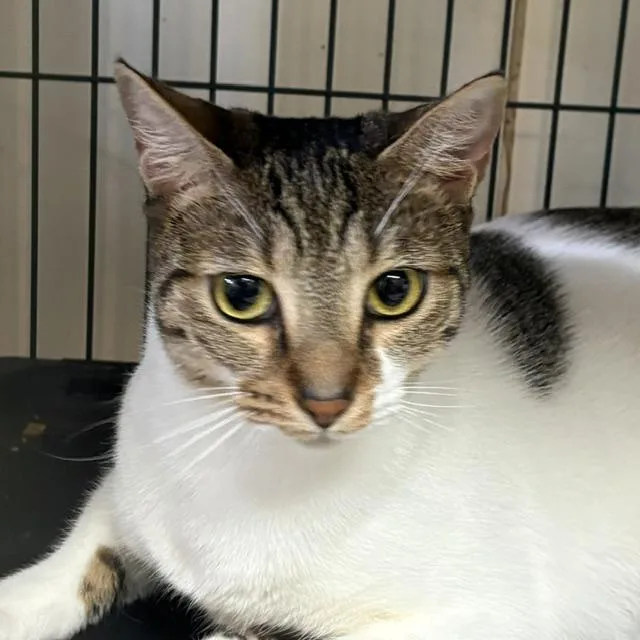An adult medium-sized male Tabby (Brown / Chocolate) Tabby cat named Espresso for adoption in Porter, TX