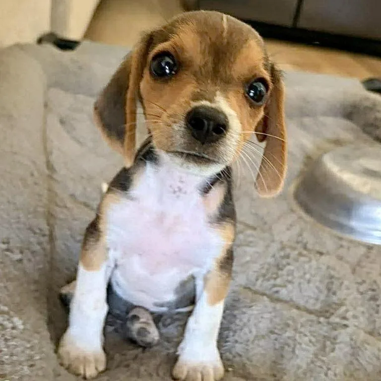 A baby small-sized male Beagle dog named Diglett for adoption in Hillsborough , NC