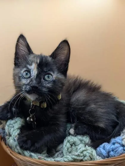 A young small-sized female Domestic Short Hair cat named B Tori Petsmart North for adoption in North Charleston, SC