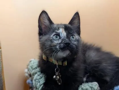B Tori Petsmart North thumbnail 2