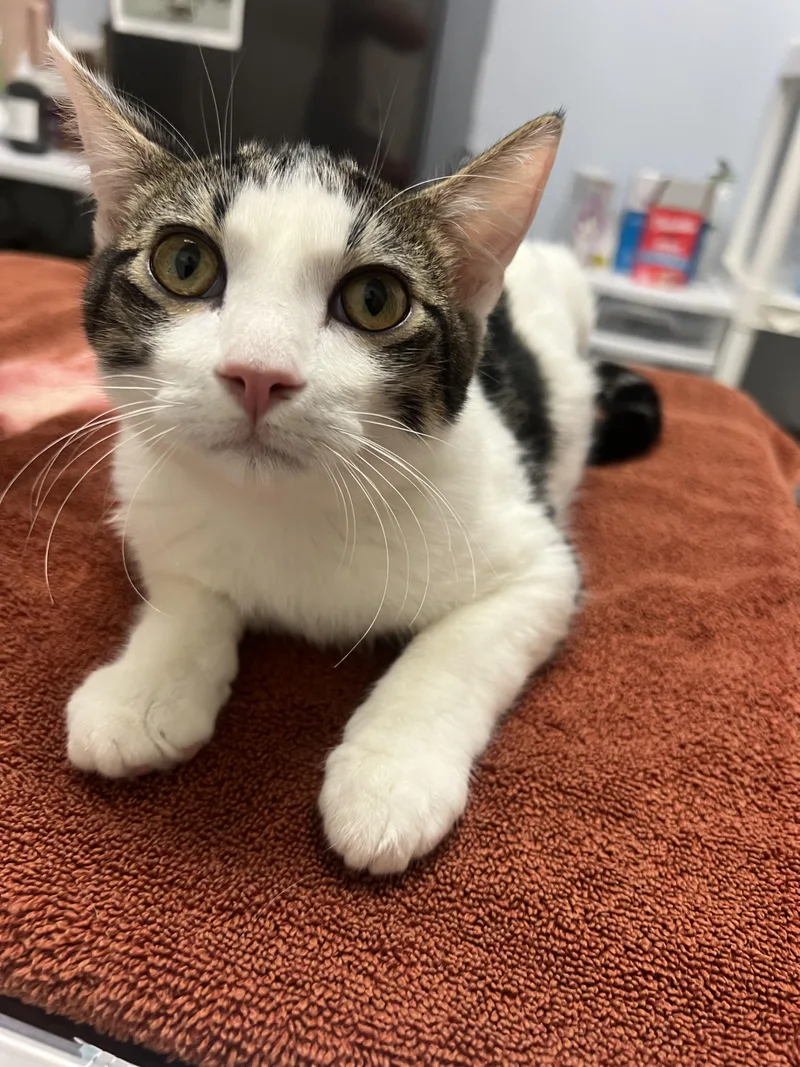 A baby medium-sized male Domestic Short Hair cat named Dwight for adoption in Chico, CA