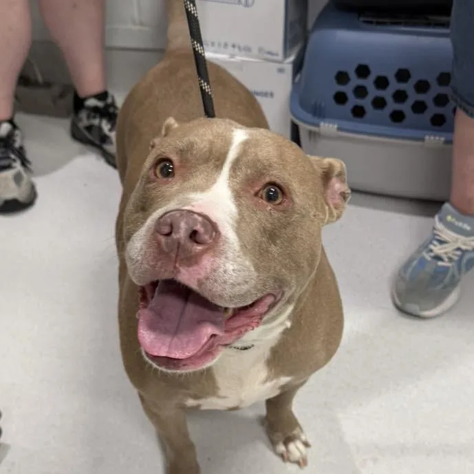 An adult large-sized female Yellow / Tan / Blond / Fawn Mixed Breed dog named Violet for adoption in Jeffersonville, IN